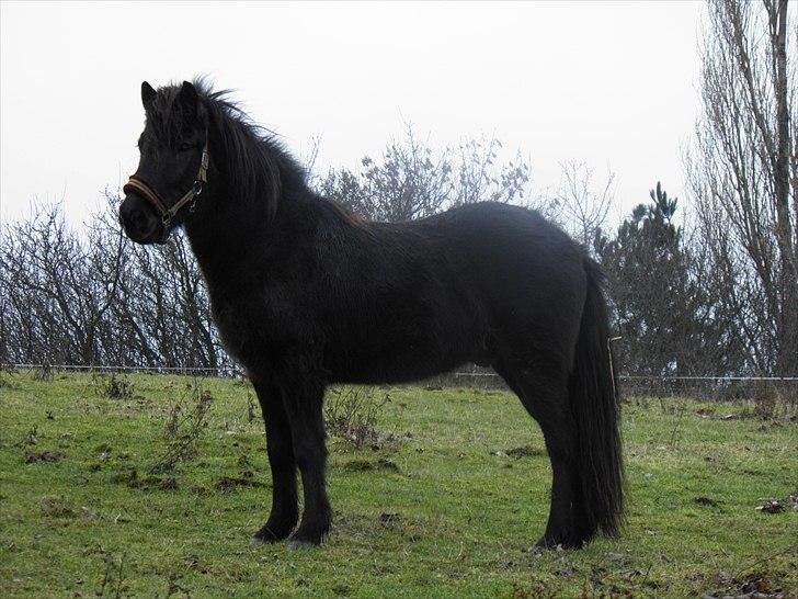 Islænder Faxi - Faxi på marken på Ærø :)  billede 4
