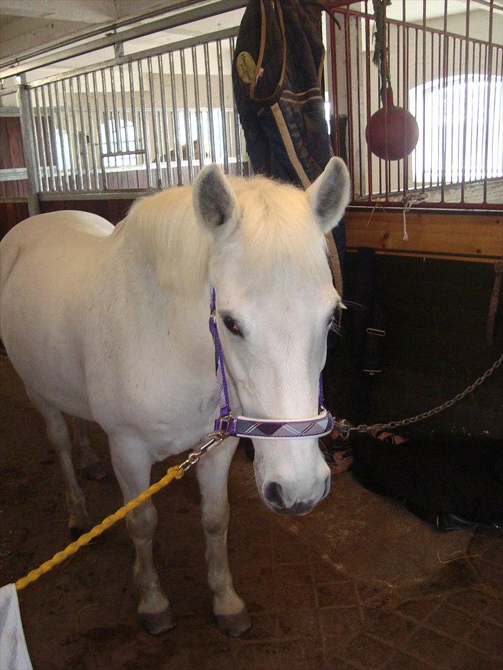 Connemara Perle :) - April 2011. Er jeg ikke lækker med lilla? billede 13