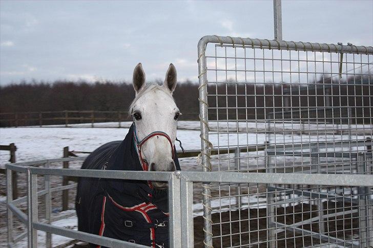 Hannoveraner Smilla 27 - Smukke smilla pigen i skridteren <3 billede 14