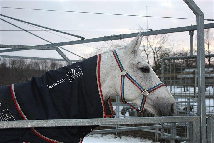 Hannoveraner Smilla 27 billede 15