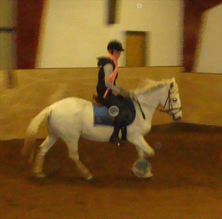 Connemara Sdr. Vestermark Carreen  billede 5