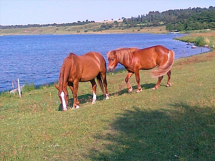 Dansk Varmblod Petra - Sommer 2010 billede 8