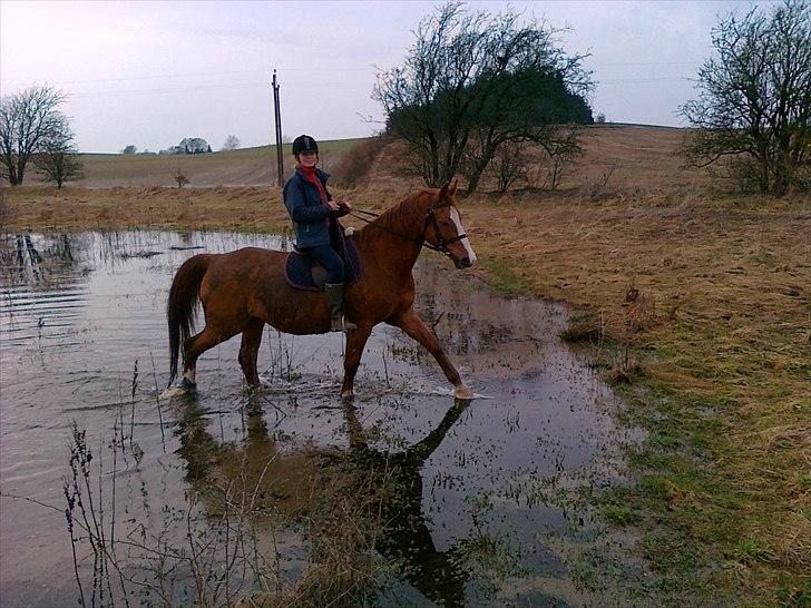 Dansk Varmblod Petra - Dejligt at bade lidt :D billede 9