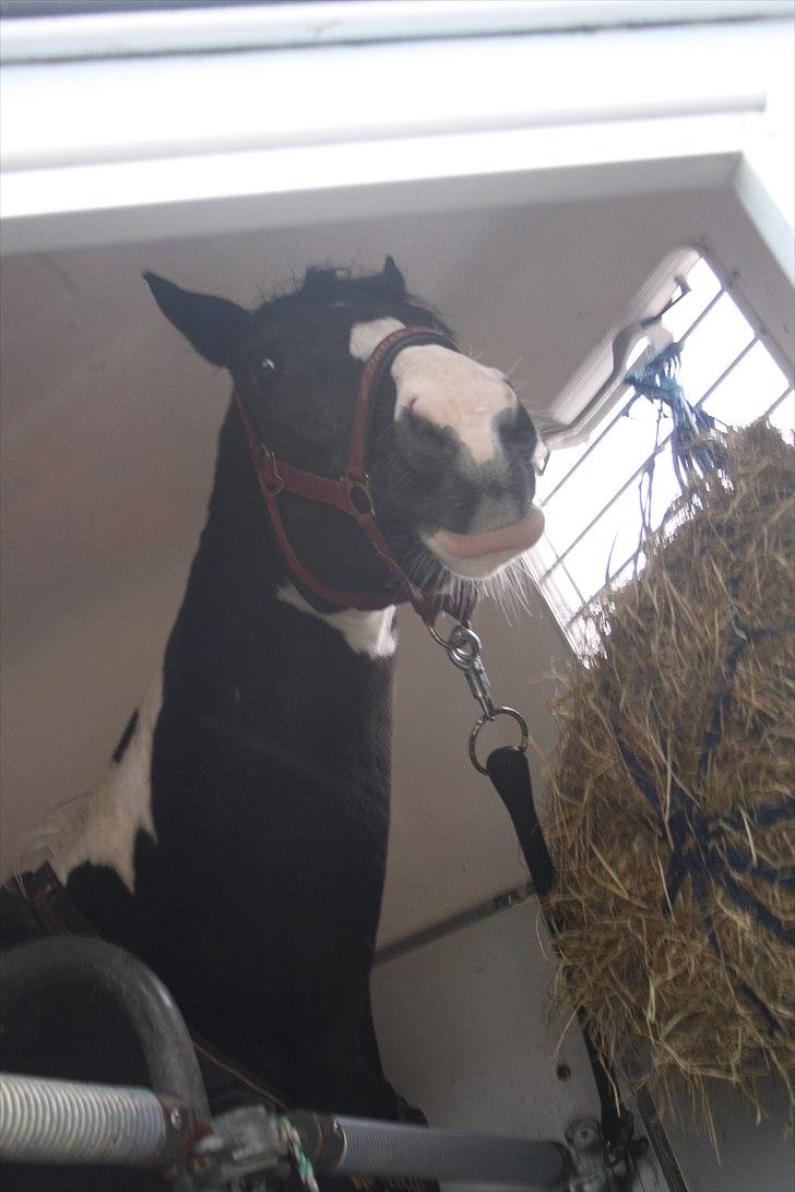 Pinto Mary Lou   - Åh, det sidste blik inden døren blev lukket og du kom ned til Ef - ved han er god ved dig. Og håber der kommer nogle søde mennsker og køber dig..<3 :i billede 17