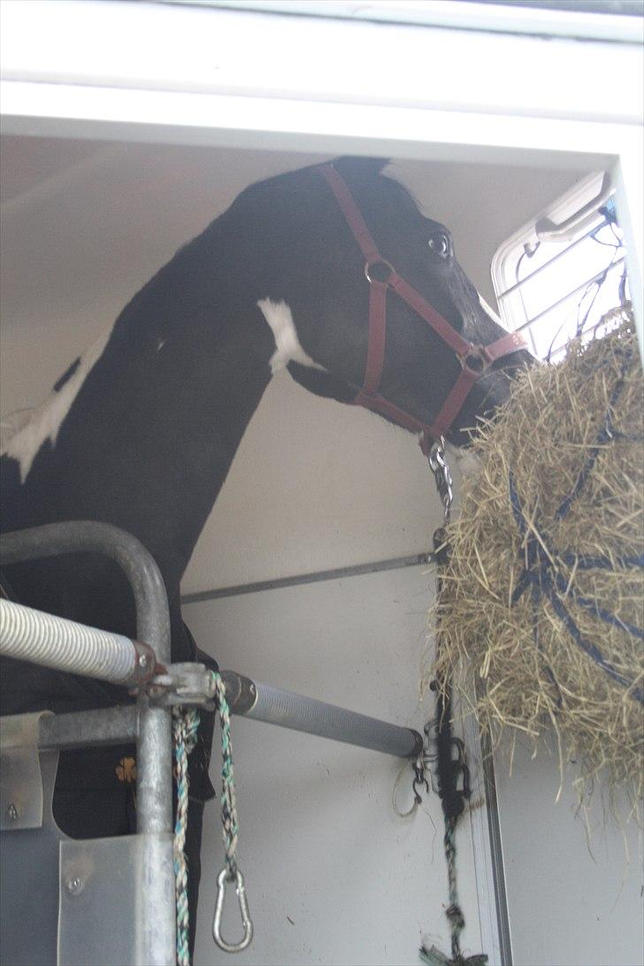 Pinto Mary Lou   - Dit sidste kig på Blackie, Popek og Savnnah <3 det kaldte på dig længe. <3 søde skath .  :i billede 18
