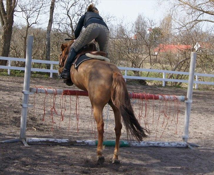 New Forest Wendy<3 (savnes  :'-( ) - Alt er forbi, jeg er tom og ødelagt indeni, i mit hovede er jeg nød til at stop', men mit hjerte kan ikk' gi' dig op. billede 14