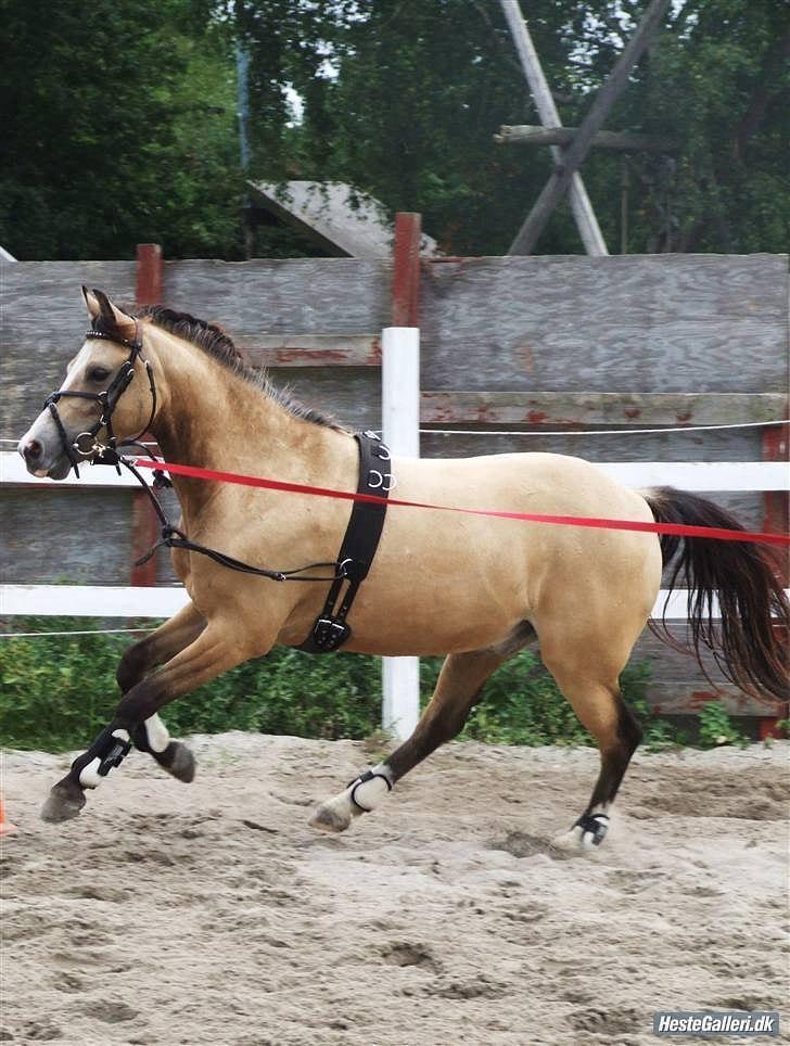 Welsh Partbred (Sec F) Tivall - Lækre pony! (Hos gamle ejer )  billede 2
