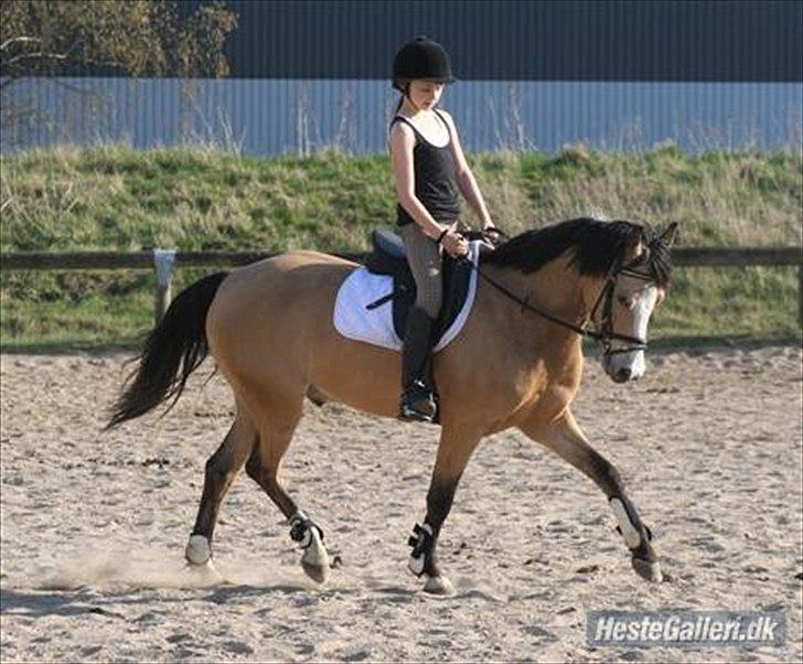 Welsh Partbred (Sec F) Tivall - Trav. ( hos gamle ejer )  billede 3