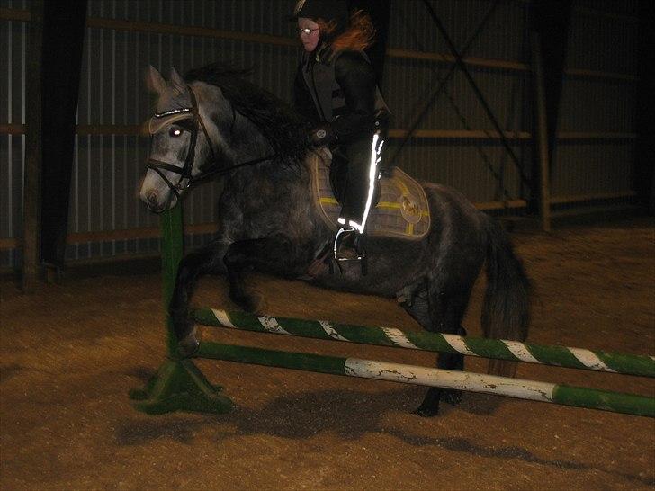 Dartmoor Innis Jerry. (Tidligere pony < 3) - Det går bare så godt med springningen.... Jerry er super sød ved Mette og hun lærer hurtigt:-) billede 5