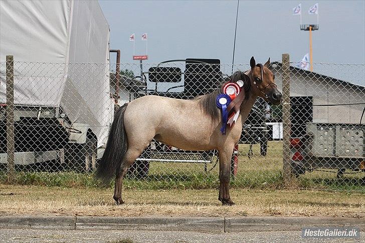 Dansk Miniature Teglmosen`s Tuff Scarlet - Billede udlånt af Sara. billede 1