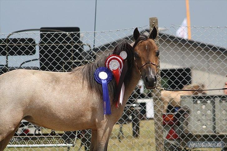 Dansk Miniature Teglmosen`s Tuff Scarlet - Billede udlånt af Sara. billede 2