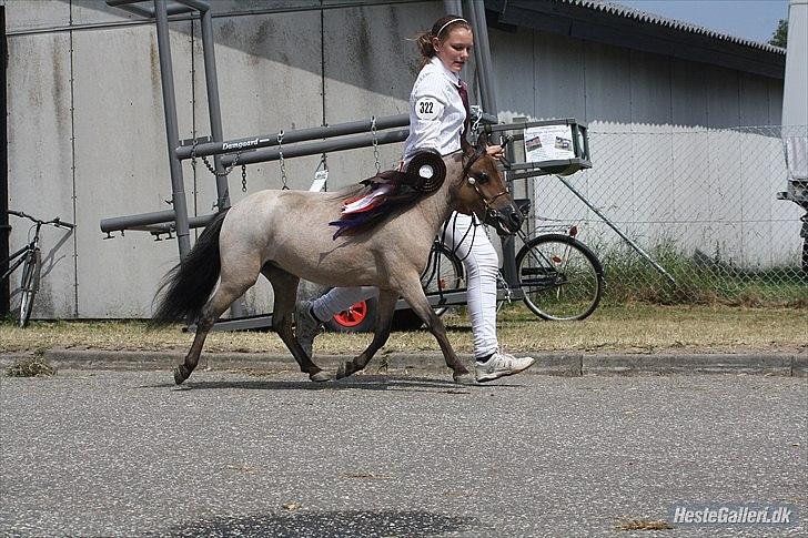 Dansk Miniature Teglmosen`s Tuff Scarlet - Billede udlånt af Sara. billede 3