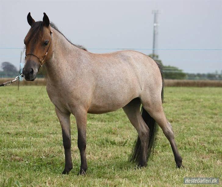 Dansk Miniature Teglmosen`s Tuff Scarlet - Billede udlånt af Sara. billede 4