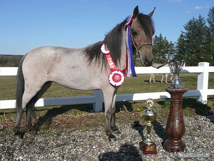 Dansk Miniature Teglmosen`s Tuff Scarlet - Billede udlånt af Sara. billede 5