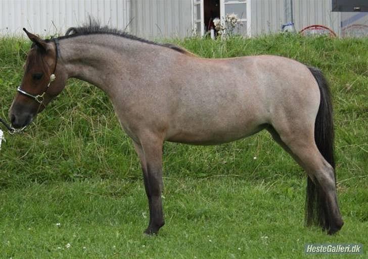 Dansk Miniature Teglmosen`s Tuff Scarlet - Billede udlånt af Sara. billede 6