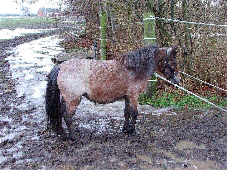 Dansk Miniature Teglmosen`s Tuff Scarlet - Scarlet i vintertøjet, på fold for første gang hjemme hos os. billede 7