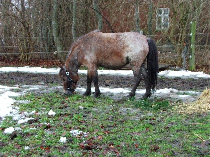 Dansk Miniature Teglmosen`s Tuff Scarlet - Scarlet i vintertøjet, på fold for første gang hjemme hos os. billede 8