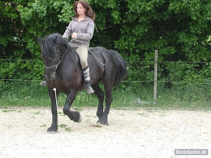 Welsh Cob (sec D) Milo billede 13