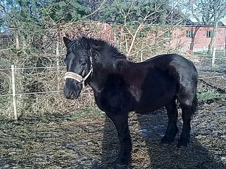 Welsh Cob (sec D) Milo billede 14