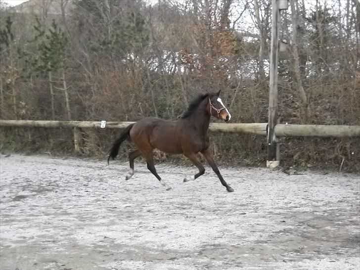 Anden særlig race Morning Star  billede 6