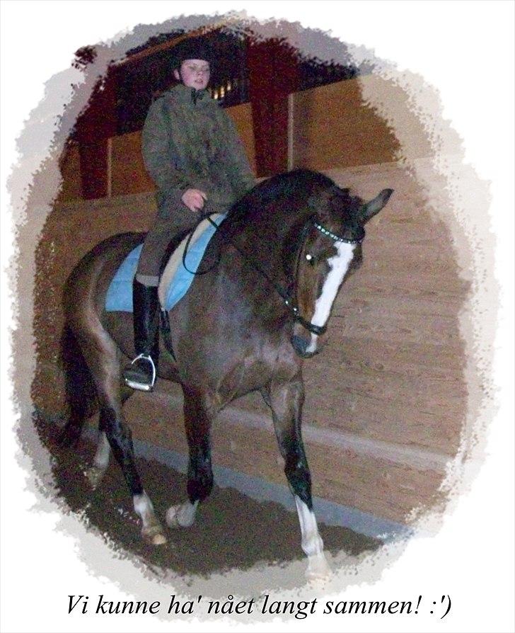 Dansk Varmblod Spanggaards Fire Girl    billede 15