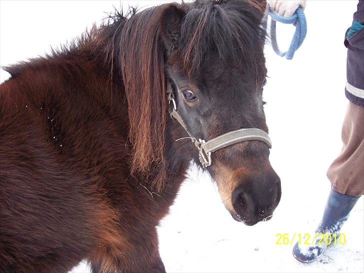 Shetlænder Tusindfryds lindsie billede 10