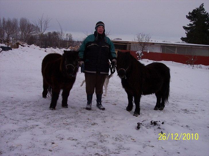 Shetlænder Tusindfryds lindsie billede 11