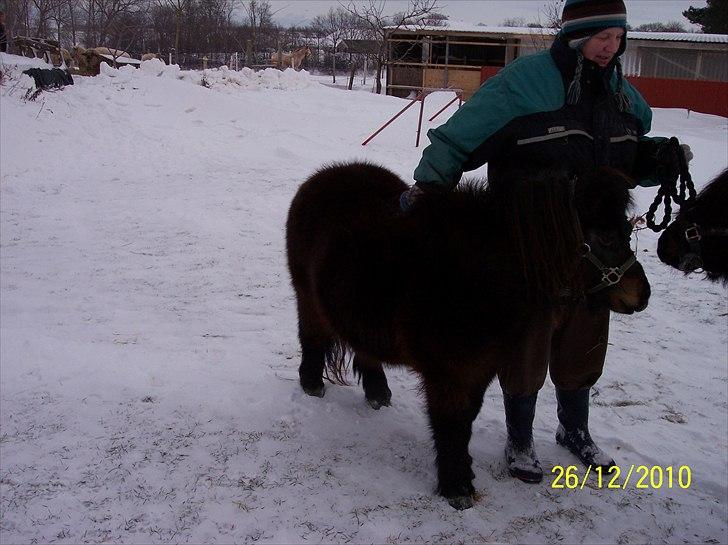 Shetlænder Tusindfryds lindsie billede 12