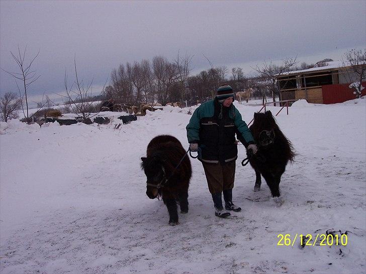 Shetlænder Tusindfryds lindsie billede 13