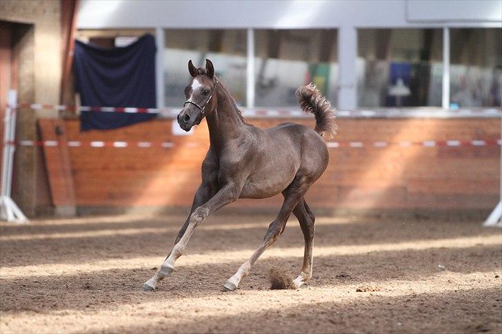 Arabisk fuldblod (OX) Awwal Ibn Wroclaw - 3 måneder gammel:-) Billedet er taget af Simii billede 15