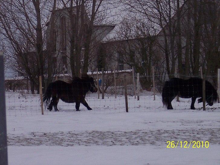 Shetlænder Tusindfryds lindsie billede 14