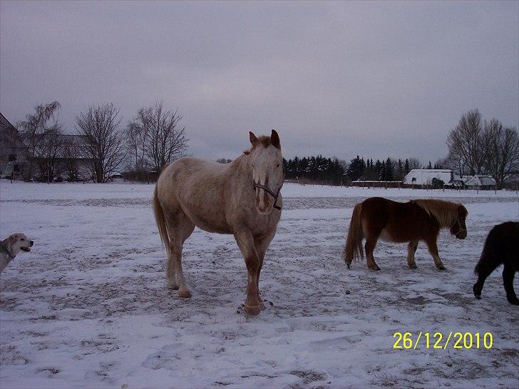 Knabstrupper Napoleon ( 25+ )  billede 11