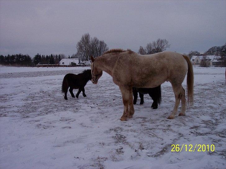 Knabstrupper Napoleon ( 25+ )  billede 12