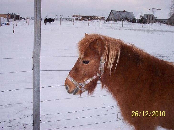 Shetlænder Ditte Breum billede 7