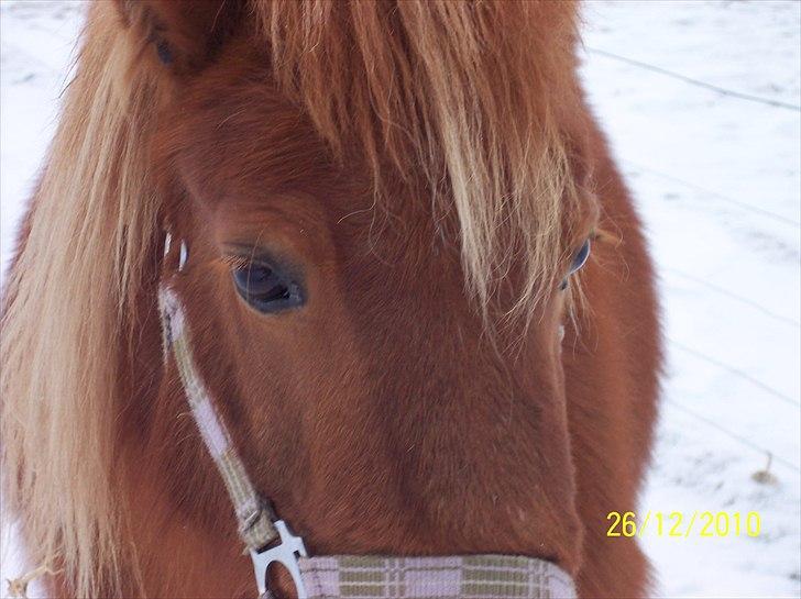 Shetlænder Ditte Breum billede 8