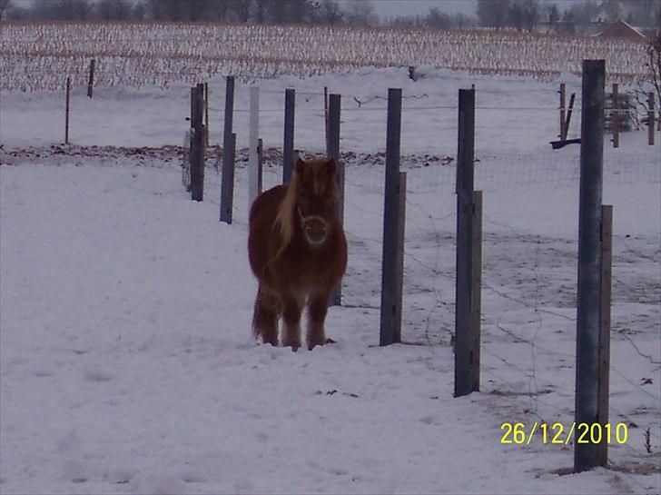 Shetlænder Ditte Breum billede 9