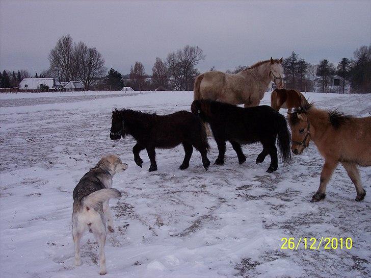 Shetlænder Ringemarkens Duchess billede 10
