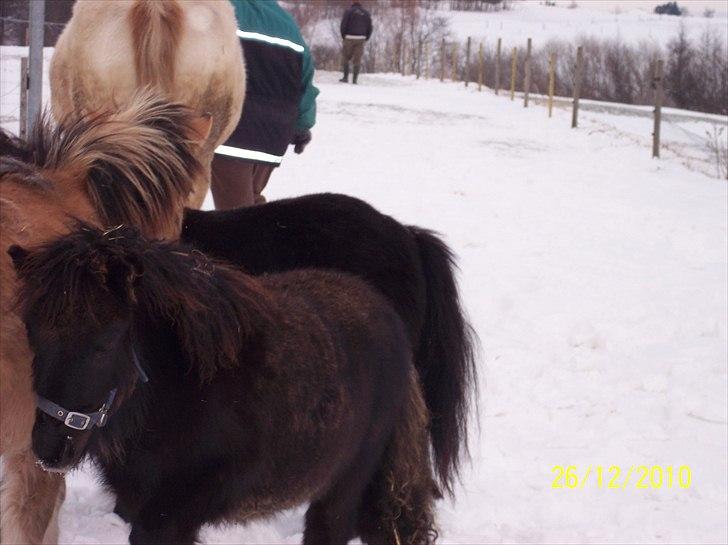 Shetlænder Ringemarkens Duchess billede 11