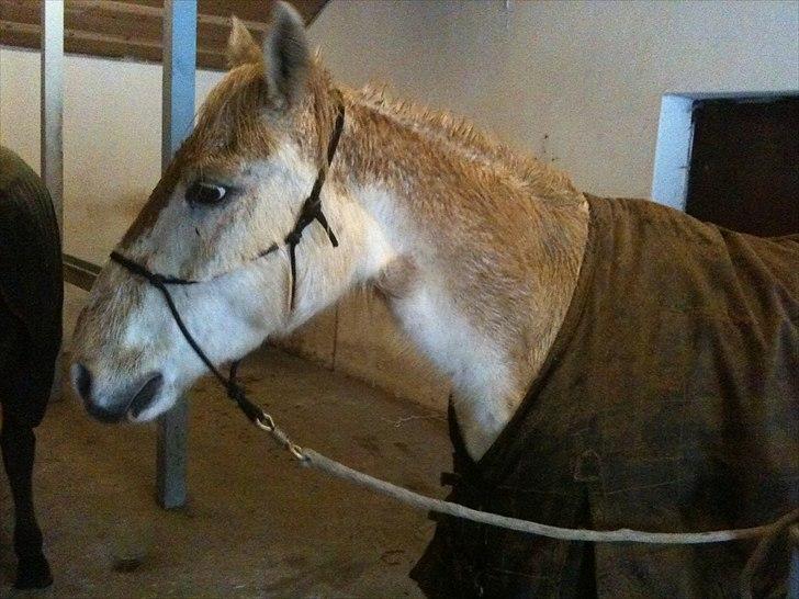 Mustang (Mexican Mustang) Artax - En MEGET beskidt pony :) billede 14
