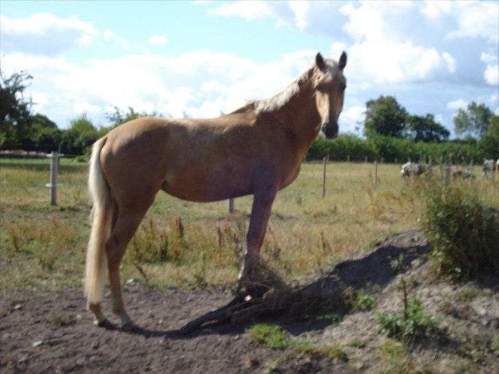 Palomino Tania Bambini - 2008 billede 12