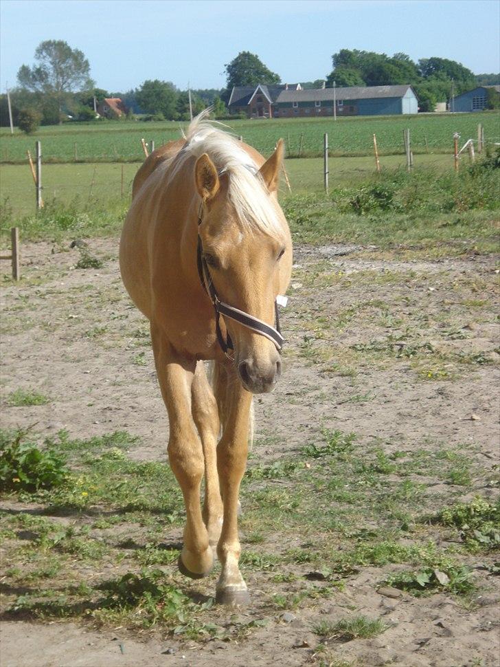 Palomino Tania Bambini - 2008 billede 13