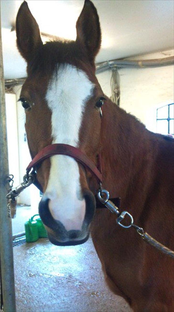 DSP Moonjam´s Princess - Min lille princess! 15 jan 2011 billede 1