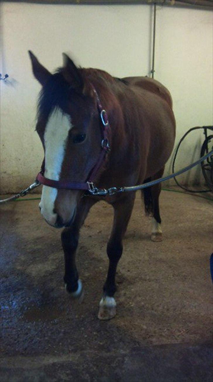 DSP Moonjam´s Princess - 15 jan 2011 billede 2