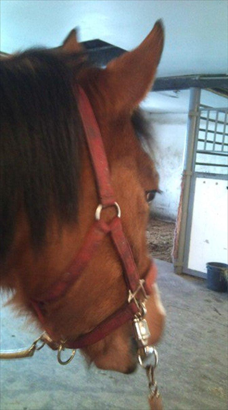 DSP Moonjam´s Princess - 15 jan 2011 billede 3