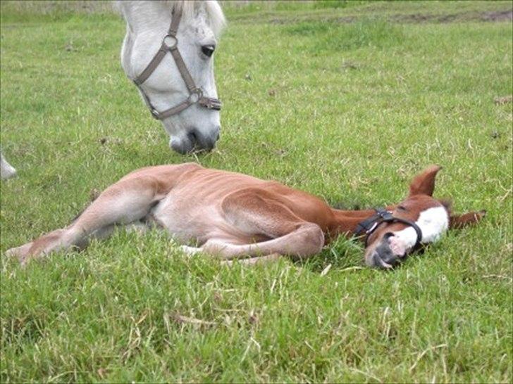 DSP Moonjam´s Princess - Princess og Queen (føl billede) C: billede 4