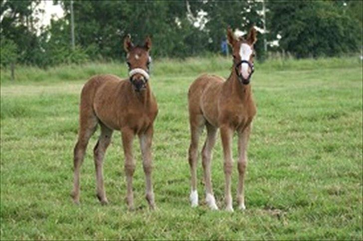 DSP Moonjam´s Princess - Føllet til venstre: Sunshine. Føllet til højre: Princess! C: sorry kva. billede 5