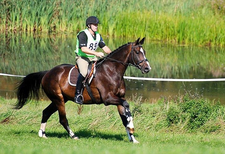 Dansk Varmblod Pittegårdens Winston - "Engang var du smilet på mine læber, nu er du tårerne på min kind..." :D  Fotograf: Mig! billede 1