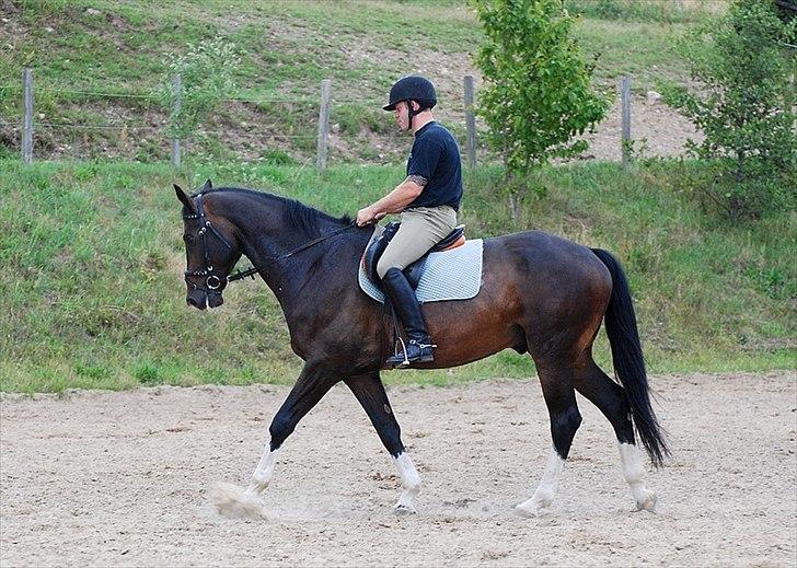 Dansk Varmblod Pittegårdens Winston - OBS! har taget billedet, men min far rider! :D  Fotograf: Mig! billede 3