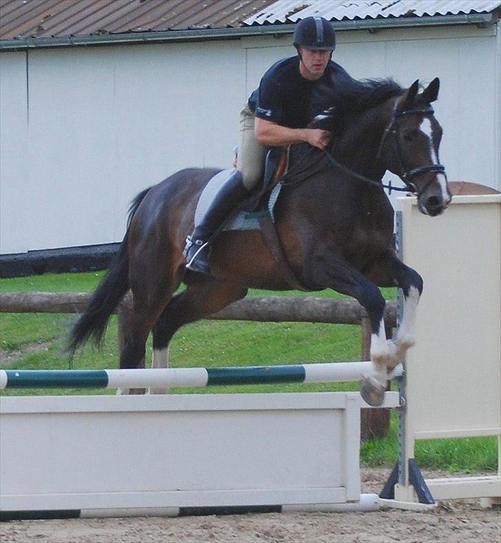 Dansk Varmblod Pittegårdens Winston - OBS! har taget billedet, men min far rider! :D  Fotograf: Mig! billede 6