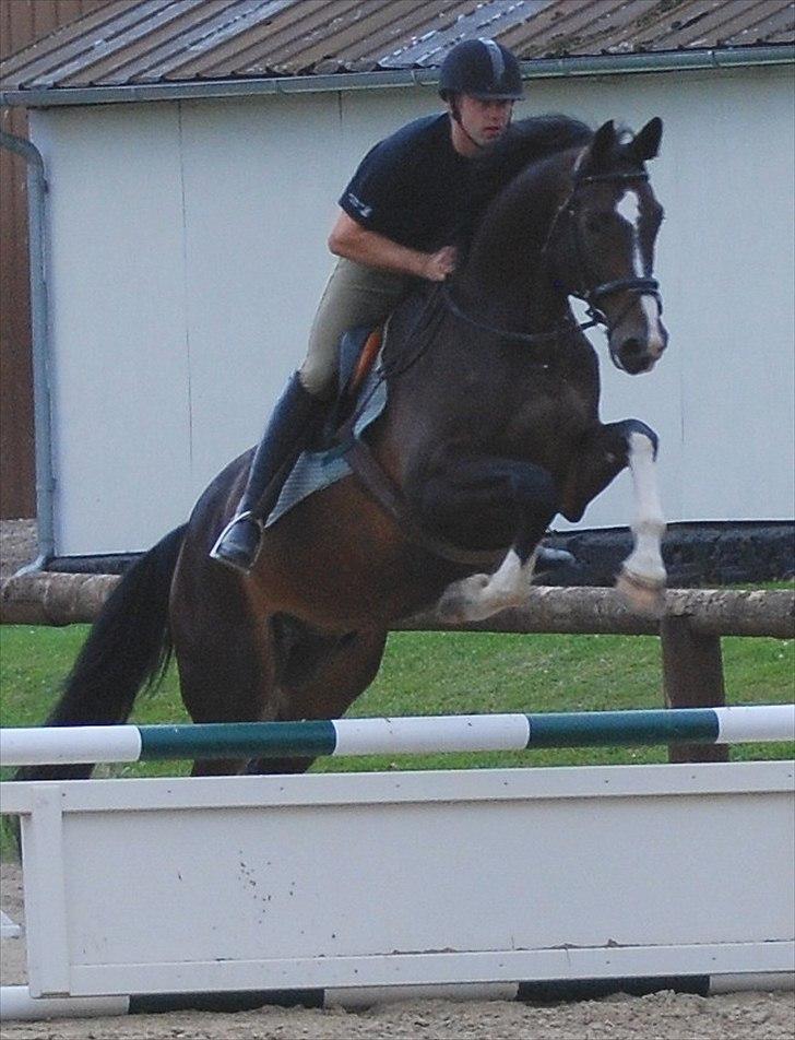 Dansk Varmblod Pittegårdens Winston - OBS! har taget billedet, men min far rider! :D  Fotograf: Mig! billede 7
